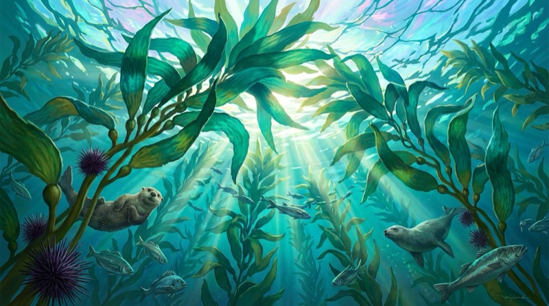 Kelp canopy — thriving ecosystem