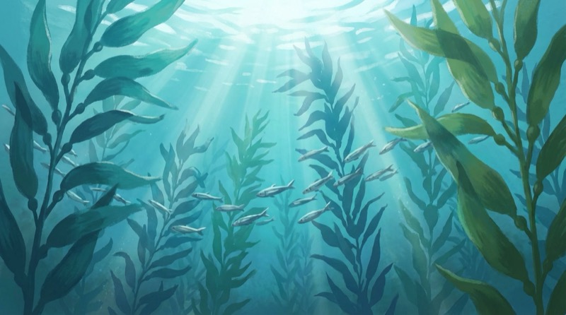 Mid-depth kelp forest — light breaking through